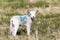 Baby spring lambs enjoying the spring sunshine in the Suffolk countyside