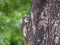 Baby squirrel escape to the tree.