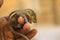 Baby squirrel holding its hand in human finger. Focused Finger. Common indian baby squirrel sleeping on the book. Blur background