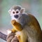 Baby Squirrel Monkey Saimiri Eating Popcorn !