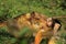 Baby squirrel monkey sleeping