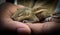 Baby squirrel sleeping on human hand, Common indian baby squirrel sleeping