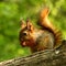 Baby squirrel on a tree