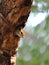 Baby Squirrel on a Tree Hollow