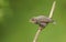 A baby Starling Sturnus vulgaris perched on a branch calling to its parents for food.