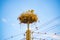 Baby storks in nest on electric pole