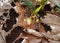 Baby strawberry plant