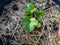 Baby strawberry tree planting on compost.