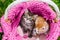 Baby striped kittens in basket with knitted pink scarf on green grass outdoors. Gray tabby kitten looks up