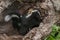 Baby Striped Skunk (Mephitis mephitis) Hangs Out in Log