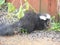 Baby Striped Skunk During a Rain Storm