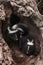 Baby Striped Skunks (Mephitis mephitis) Explore Log