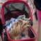 Baby stroller with two smartly dressed Yorkshire terriers, selective focus. Happy walk of owner and her pets. Concept of