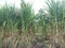 baby sugar cane in my village still need growth