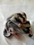 Baby Sugar Glider