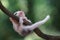 A baby sugar glider is crawling on the trunk of a vine.