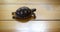 Baby sulcata tortoise