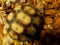 Baby Sulcata Tortoise Shell on Coconut Husk Bedding