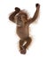 Baby Sumatran Orangutan against white background