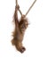 Baby Sumatran Orangutang 4 months old, hanging on a rope