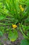 Baby Summer Squash. Patisson plant growing in garden