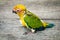 Baby Sun Conure Parrot on the wooden background