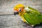 Baby Sun Conure Parrot on the wooden background