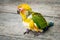 Baby Sun Conure Parrot on the wooden background