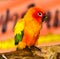 Baby sun conure parrots