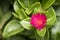 Baby Sun Rose in bloom, Mesembryanthemum Cordifolium
