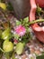 Baby sun rose or Mesembryanthemum cordifolium