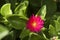 Baby Sun Rose Mesembryanthemum cordifolium in bloom