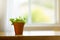 Baby sun rose on windowsill, interior potted plant, copy space, selective focus
