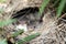 Baby Superb Wrens in the Nest