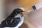 Baby swallow with open mouth being fed with a syringe