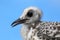 Baby Swallow-tailed Gull on Genovesa island in Galapagos National Park, Ecuador