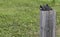 Baby Swallows Sitting on a Wooden Post