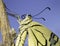 Baby Swallowtail Butterfly Closeup Portrait