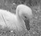 Baby Swan in Black and white shows off the puffy feathers