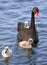 Baby swan chick 02