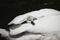 Baby swan under the wing of its mother in black and white