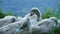 Baby swans along Adda river
