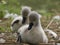 Baby swans, Cygnets, sitting and preening. Front cygnet close up, in focus