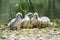 Baby swans of a lake shore