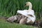 Baby Swans Sheltering under the wing of their mother