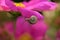 Baby sweet snail on beauty pink flower