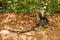 Baby Sykes` Samango monkey Cercopithecus albogularis holds onto her mother standing on the ground. Gede, Watamu region, Kenya