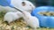 A baby syrian hamster drinking water from a special water bottle in a cage.