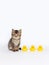 A baby tabby cat and a group of duck toys, cubs, close-up image, clean indoor background