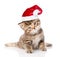 baby tabby kitten in red christmas hat. isolated on white